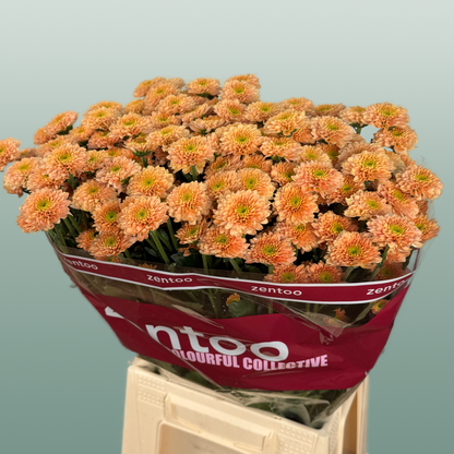 Chrysanthemum Santini Miller Smokey