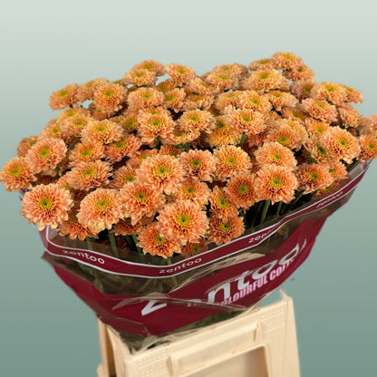Chrysanthemum Santini Miller Smokey