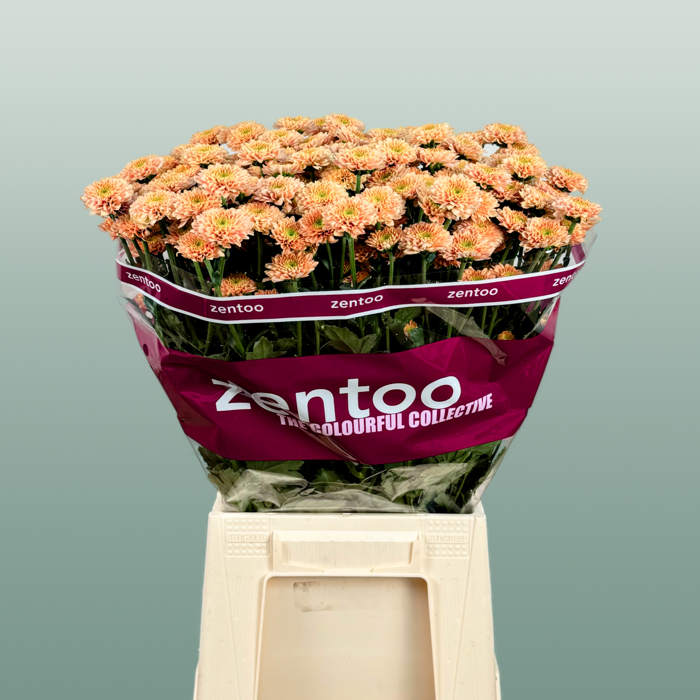 Chrysanthemum Santini Miller Smokey