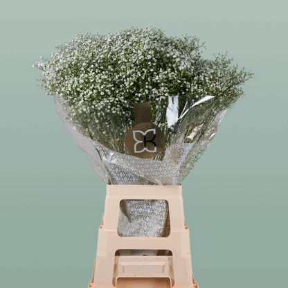 Gypsophila Million Star (25 Stems)