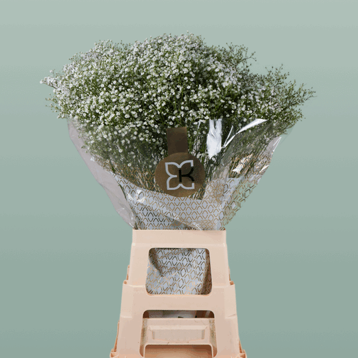 Gypsophila Zinzi Discovery