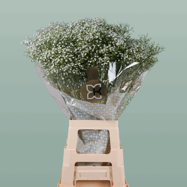 Gypsophila Zinzi Discovery