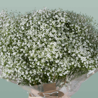 Gypsophila Million Star (25 Stems)