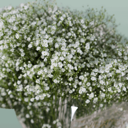 Gypsophila Million Star (25 Stems)