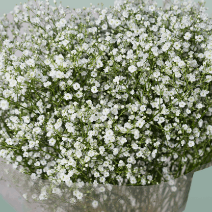 Gypsophila Million Star (25 Stems)