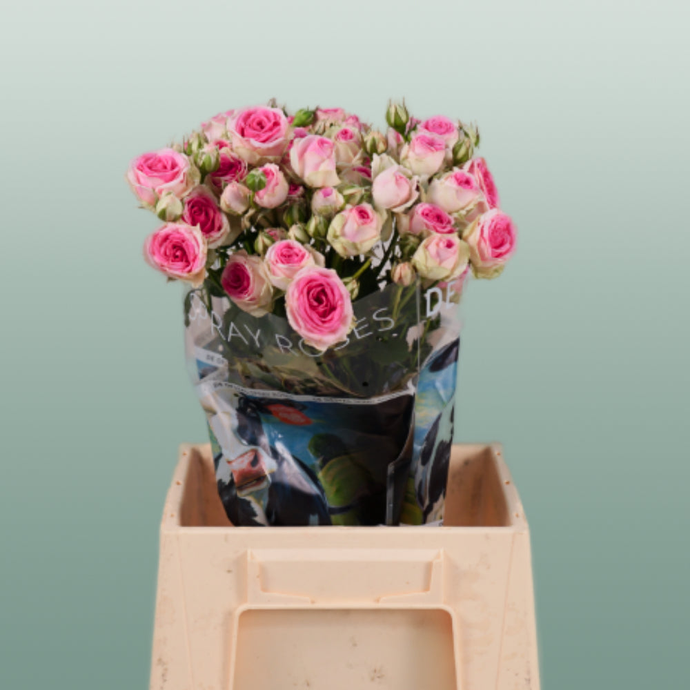 Spray Rose Mimi Eden (10 Stems)