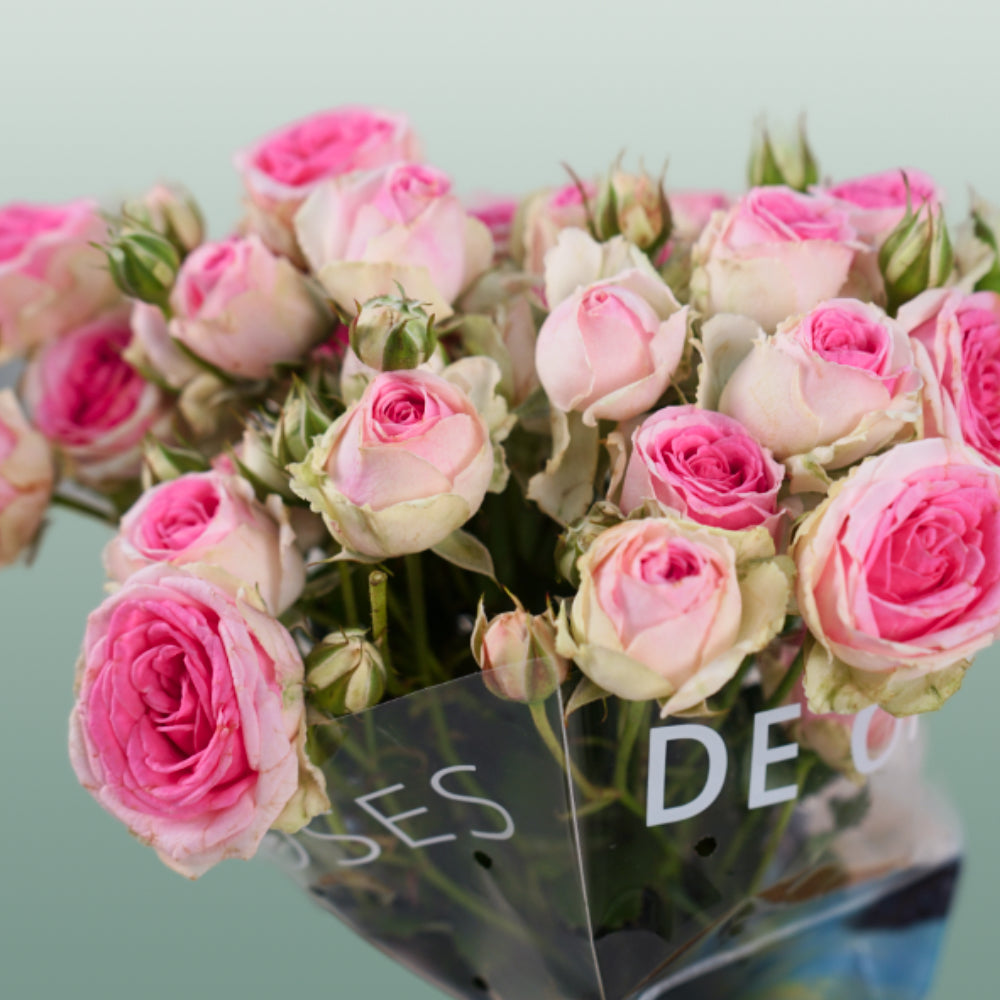 Spray Rose Mimi Eden (10 Stems)