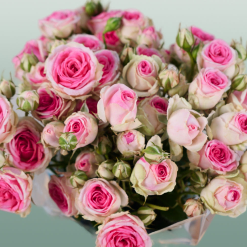 Spray Rose Mimi Eden (10 Stems)