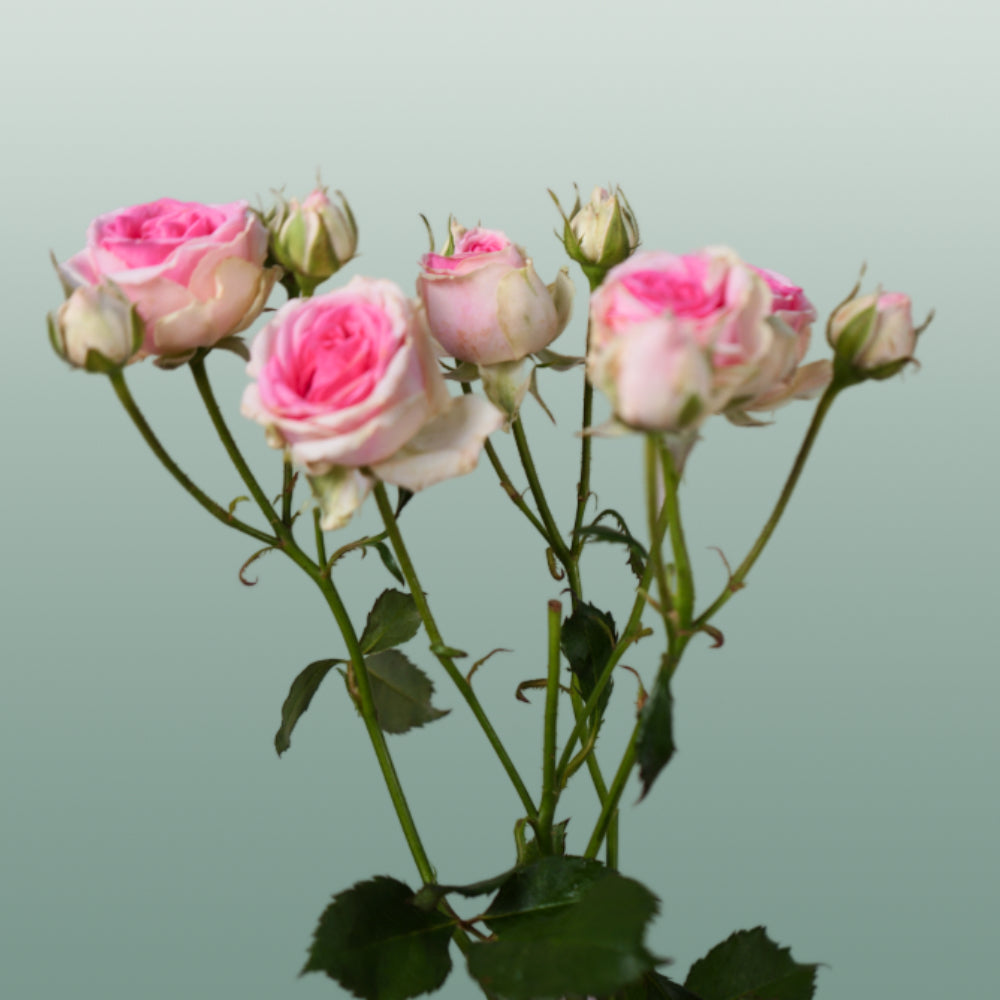 Spray Rose Mimi Eden (10 Stems)