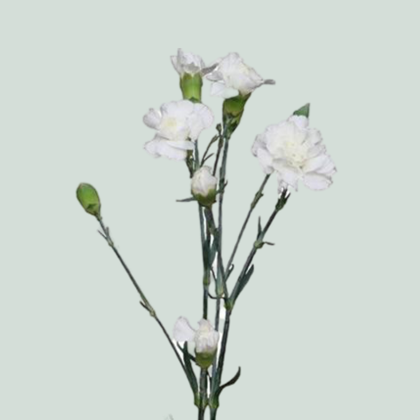 Carnation Spray Mini Paloma (20 Stems)