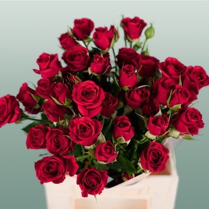 Spray Rose Mirabel Rood