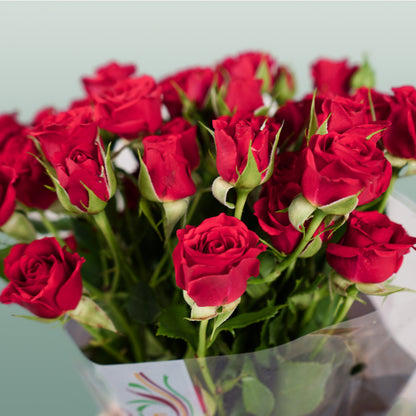 Spray Rose Mirabel Rood