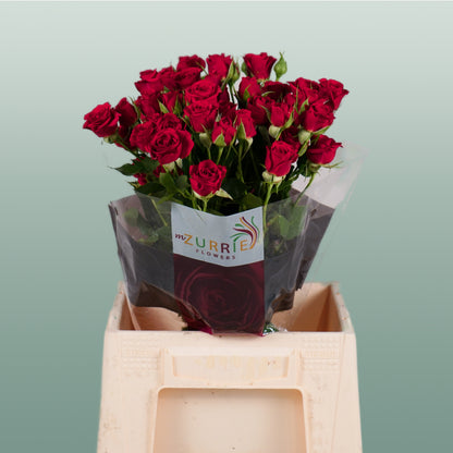 Spray Rose Mirabel Rood