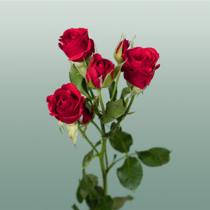 Spray Rose Mirabel Rood