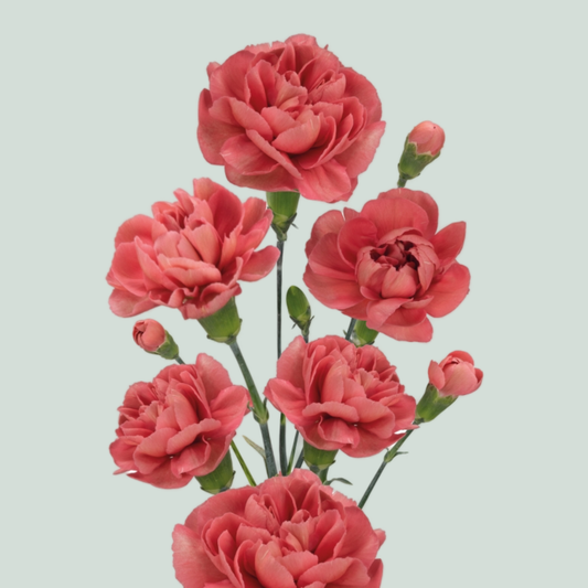 Carnation Spray Miss Trendy (20 Stems)