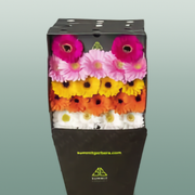 Germini Mixed