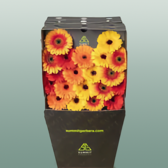 Orange and Yellow Germini Mixed Bouquet – 40cm Stems