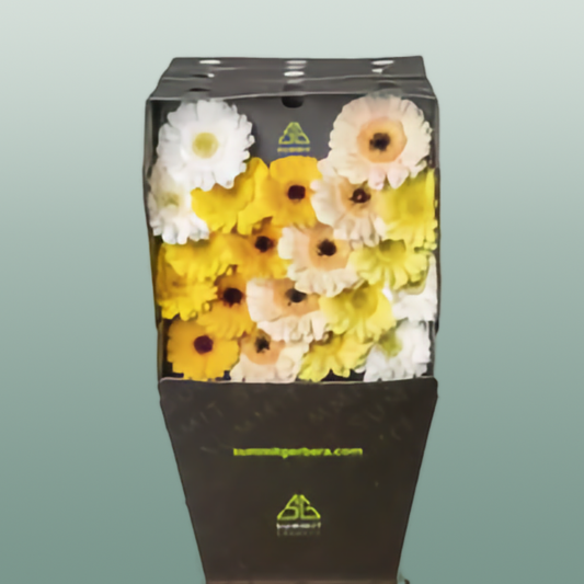 Germini Dream Mix Yellow (60 Stems)