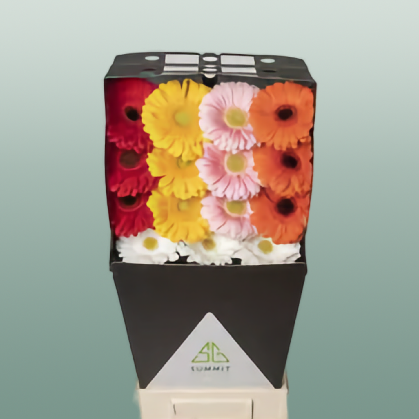 Gerbera Mixed France