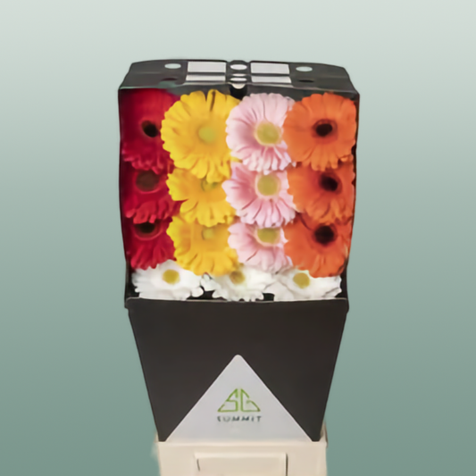 Gerbera Mixed France