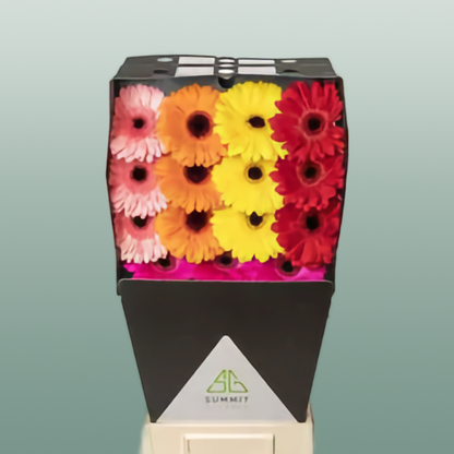 Gerbera - Gerbera - Gemengd op rij