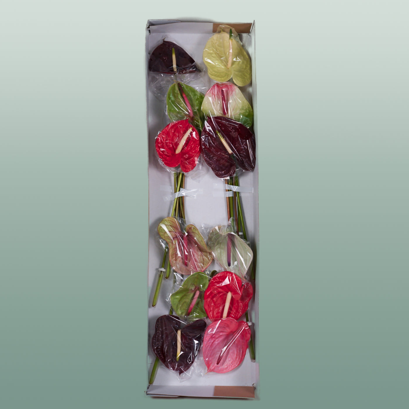 Mixed Anthurium Cut Flowers – 45cm Stems, Bunch of 10