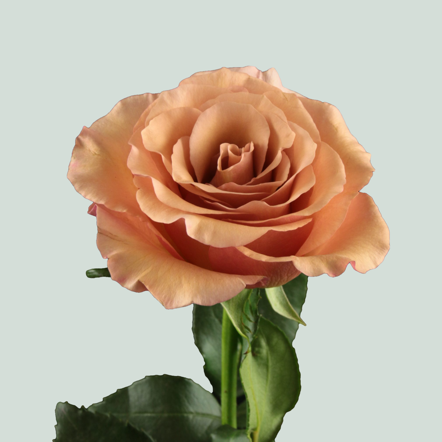 Rose Moccachino (20 Stems)