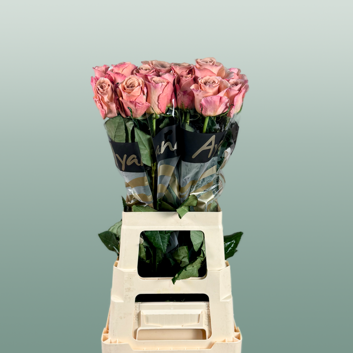 Rose - Rosa - Moccachino