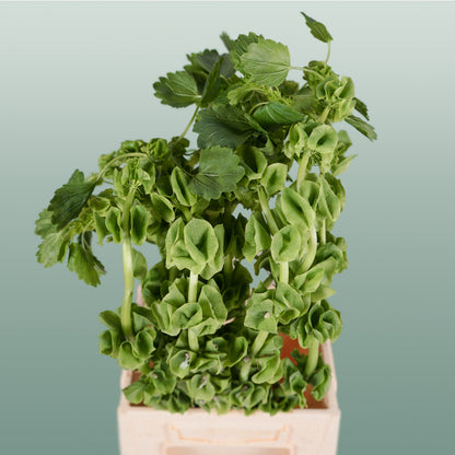 Moluccella Laevis (10 Stems)