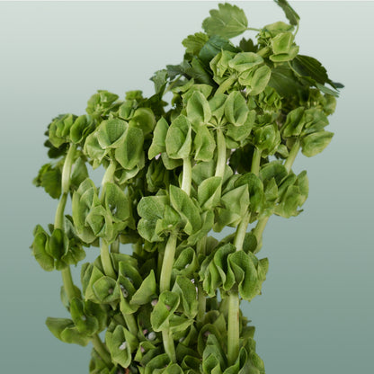 Moluccella Laevis (10 Stems)