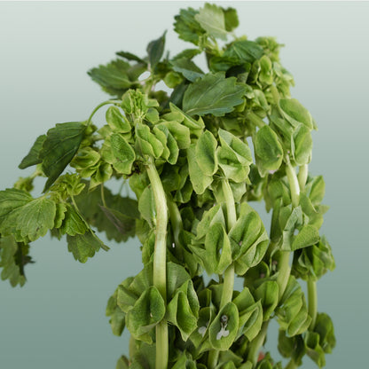 Moluccella Laevis (10 Stems)