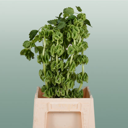 Moluccella Laevis (10 Stems)