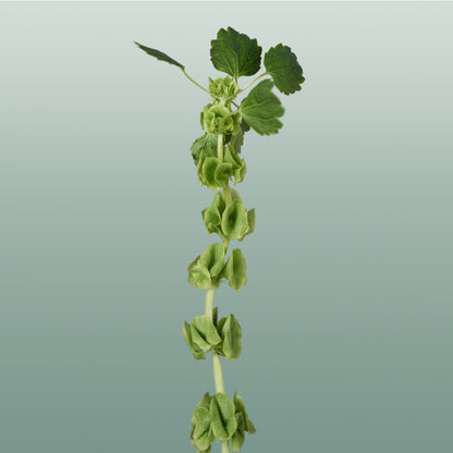 Moluccella Laevis (10 Stems)