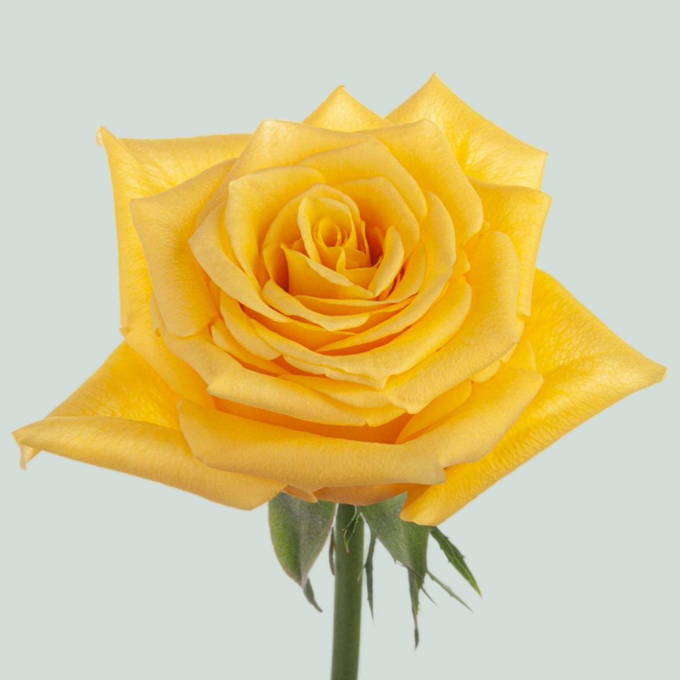 Rose - Rosa - Momentum+
