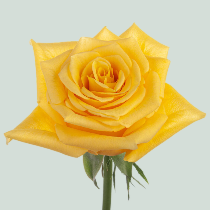 Rose - Rosa - Momentum+