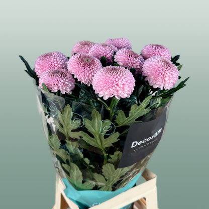 Chrysanthemum G Momoko
