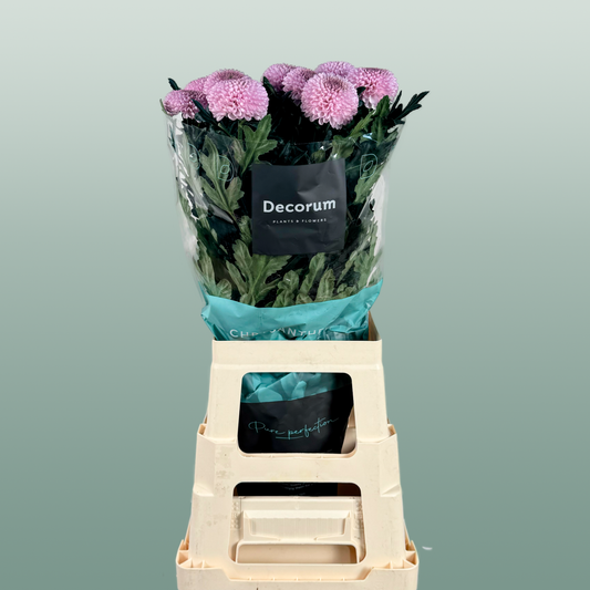 Chrysanthemum G Momoko