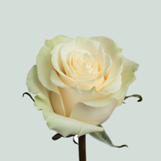 Rose Mondial