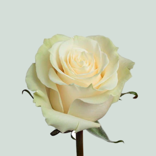 Rose Mondial