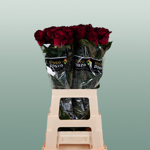 Rose Monte Carlo
