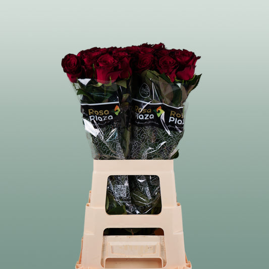 Rose Monte Carlo (20 Stems)