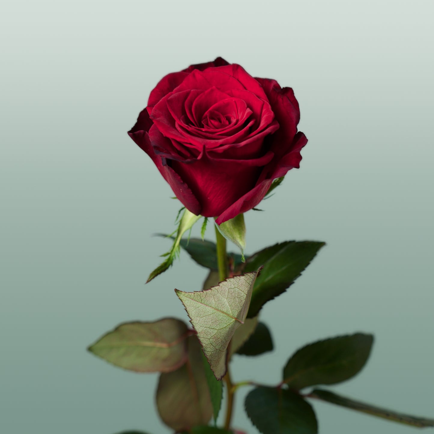 Rose Monte Carlo (20 Stems)