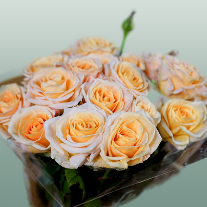 Spray Rose Morning Star