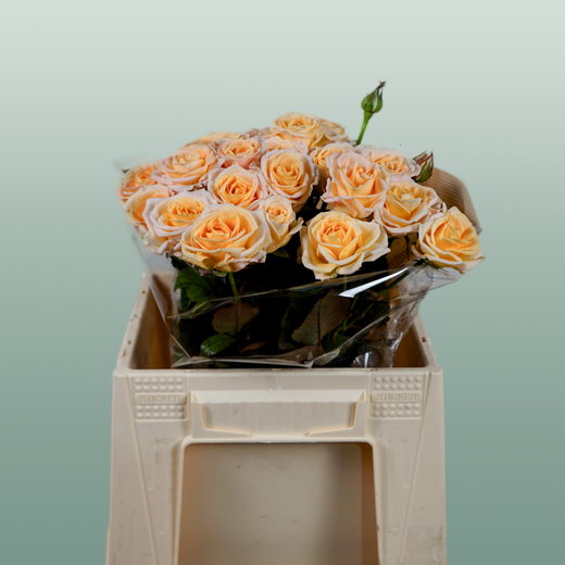 Spray Rose Morning Star
