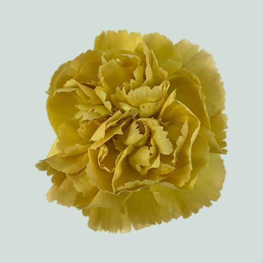 Carnation Standard Mustard (20 Stems)