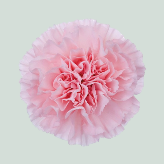 Carnation Standard Nahema (20 Stems)