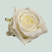 Rose - Rosa - Noëlia
