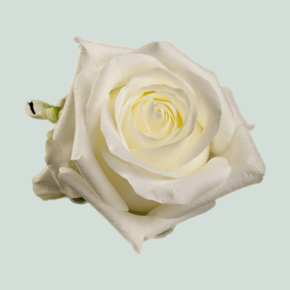 Rose - Rosa - Noëlia