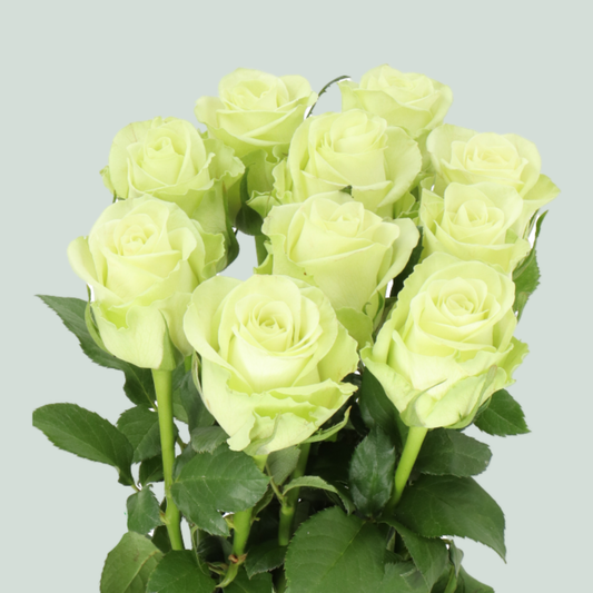 Rose Noelle (20 Stems)