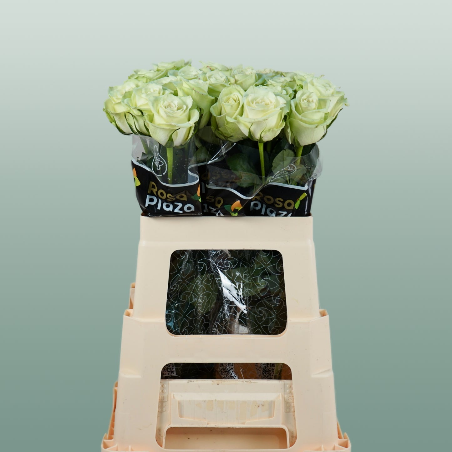 Rose Noelle (20 Stems)
